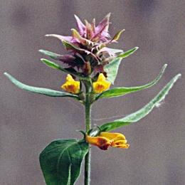 Melampyrum nemorosum, Mélampyre des bois