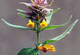 Melampyrum nemorosum, Mélampyre des bois