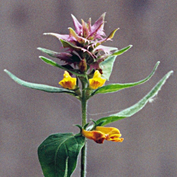 20020700_bienne_melampyrum_nemorosum_02.jpg