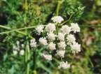 Oenanthe aquatica, Oenanthe aquatique