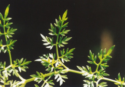 Oenanthe aquatica, Oenanthe aquatique