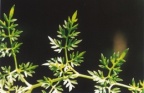 Oenanthe aquatica, Oenanthe aquatique