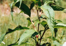 Polygonum lapathifolium