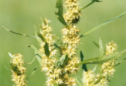 Rumex maritimus