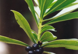 Daphne laureola, Daphné lauréole