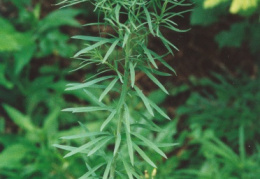 Euphorbia virgata, Euphorbe effilée