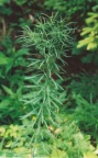 Euphorbia virgata, Euphorbe effilée