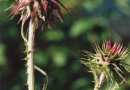 Carduus nutans, Chardon penché