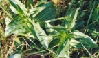 Gentiana cruciata, Gentiane croisette