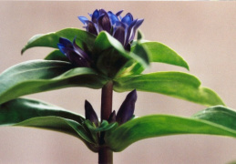 Gentiana cruciata, Gentiane croisette