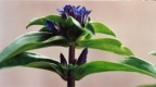 Gentiana cruciata, Gentiane croisette