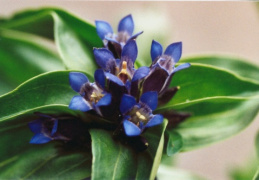 Gentiana cruciata, Gentiane croisette