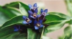 Gentiana cruciata, Gentiane croisette