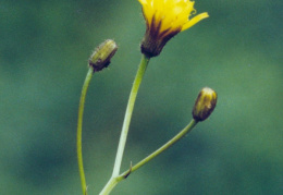 Hieracium prenanthoides, Épervière prénanthe