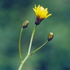 Hieracium prenanthoides, Épervière prénanthe