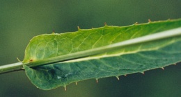 Hieracium prenanthoides, Épervière prénanthe