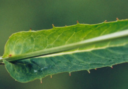 Hieracium prenanthoides, Épervière prénanthe