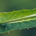 20020700_saicourt_bellelay_hieracium_prenanthoides_02.jpg