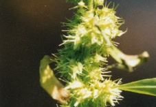 Rumex maritimus