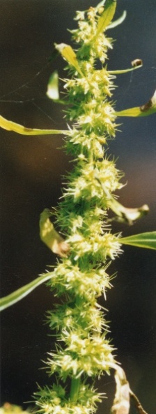 20020700_vendlincourt_rumex_maritimus_01.jpg