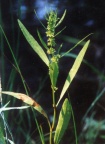 Rumex maritimus
