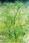 Oenanthe aquatica, Oenanthe aquatique