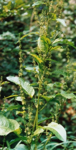 20020800_bonfol_rumex_obtusifolia_02.jpg