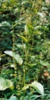 Rumex obtusifolius
