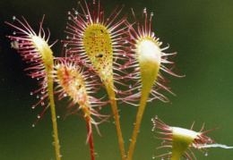 Drosera x obovata