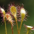 20020800_les-genevez_les-embreux_drosera_x_obovata_01.jpg