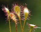 Drosera x obovata