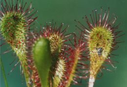 Drosera x obovata