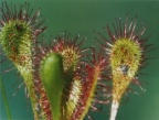 Drosera x obovata