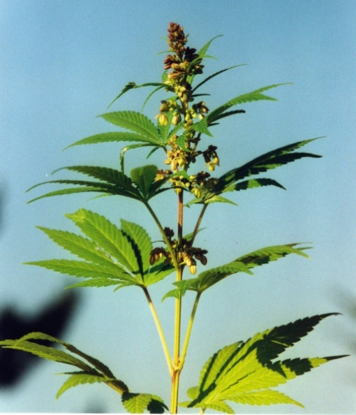 20020800_moutier_chantemerle_cannabis_sativa_01.jpg