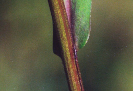 Aster novi-belgii, Aster de la Nouvelle-Belgique