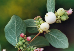 Symphoricarpos albus, Symphorine blanche