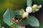 Symphoricarpos albus, Symphorine blanche