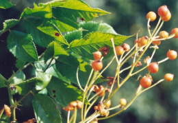 Rosa multiflora, Rosier à fleurs nombreuses