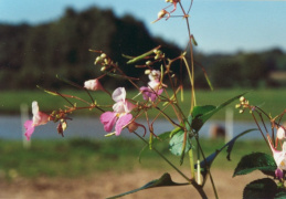 Impatiens balfourii, Impatiente de Balfour