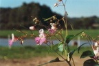 Impatiens balfourii, Impatiente de Balfour