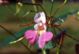 Impatiens balfourii, Impatiente de Balfour