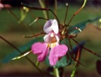 Impatiens balfourii, Impatiente de Balfour