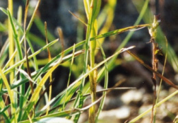 Gentiana ciliata, Gentiane ciliée