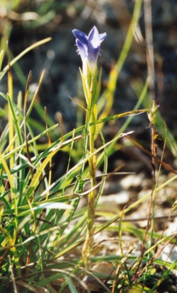 20020900_court_gentiana_ciliata.jpg