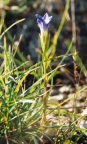 Gentiana ciliata, Gentiane ciliée