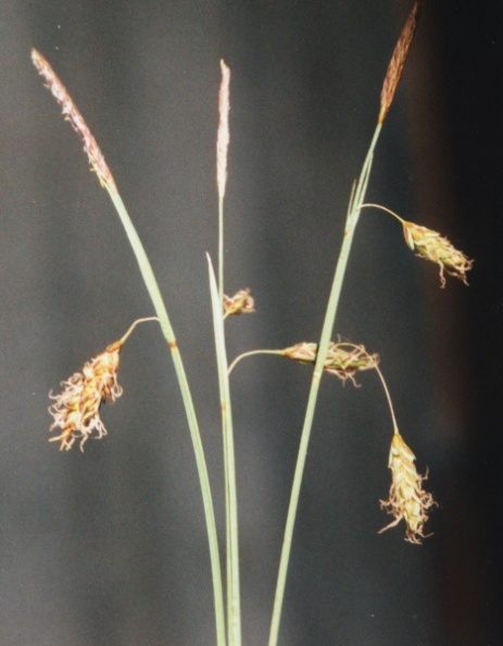 20020900_les-genevez_les-embreux_carex_limosa_01.jpg