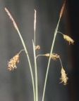 Carex limosa