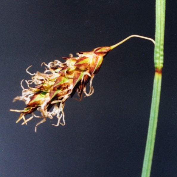 20020900_les-genevez_les-embreux_carex_limosa_02.jpg