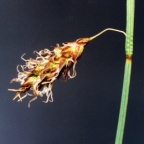 Carex limosa