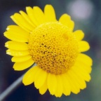 Anthemis tinctoria, Anthémis des teinturiers